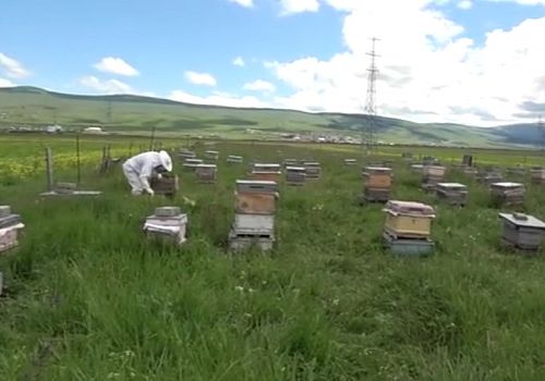 Ardahan'da kaçak arıcılıkla mücadele