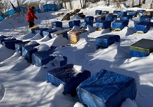 Ardahan da Kafkas arısının kar altındaki kışlatma sezonu başladı.