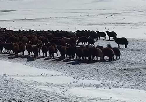 Ardahan'da kar nedeniyle yaylada mahsur kalan çoban ve sürüler kurtarıldı