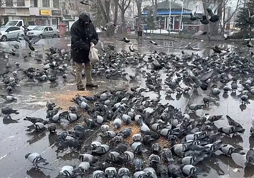 Ardahan'da Kar Yağışı Nedeniyle Vatandaşlar Güvercinlere Yem Desteği Sağlıyor