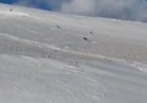 Ardahan'da kar yağışının ardından yiyecek arayan kurt sürüsü görüntülendi