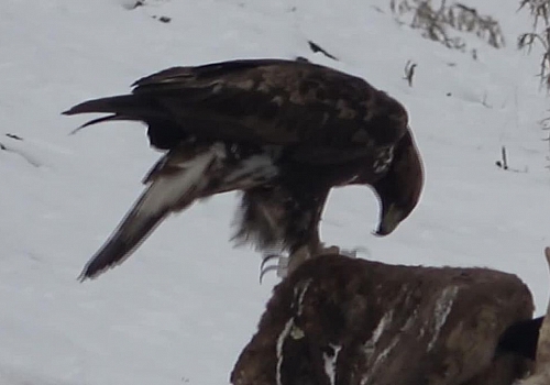 Ardahan'da kara akbaba görüntülendi