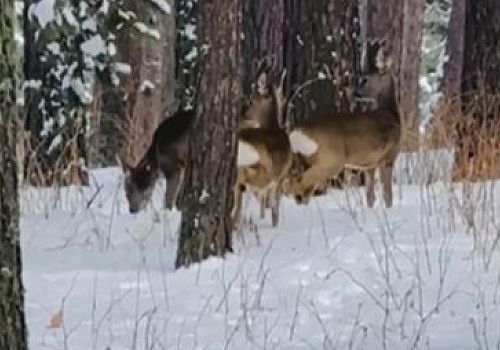Ardahan’da karacalar, karla kaplı Çamlıçatak ormanlık alanında görüntülendi.