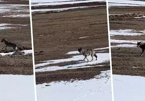 Ardahan’da karla kaplı arazide kendisini çeken sürücüye aldırış etmeden ilerleyen kurt böyle görüntülendi.
