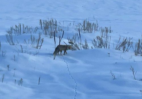 Ardahan’da karlı arazide kızıl tilkinin av mesaisi kamerada