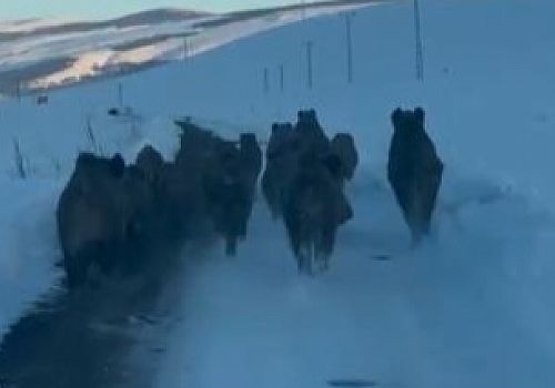 Ardahan’da Karlı Köy Yolunda Yaban Domuzları Görüntülendi