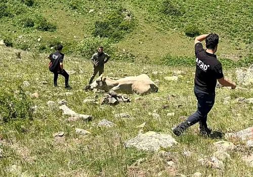 Ardahan'da kayalıklarda mahsur kalan inek, AFAD ekiplerinin çalışmasıyla kurtarıldı