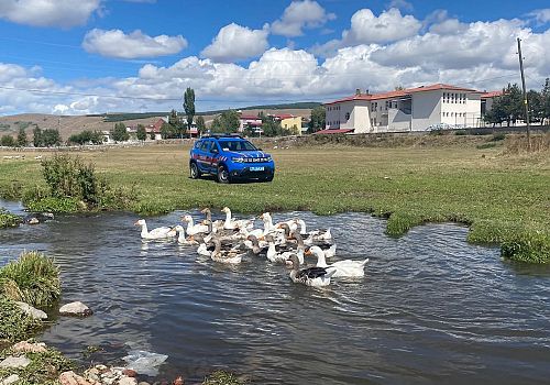 Ardahan’da Kazlar, Kışa Hazırlık Öncesi Göletlerde Görsel Şölen Sunuyor