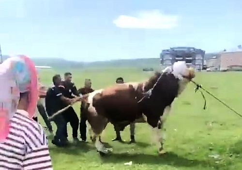Ardahan’da kesim sırasında ipini koparan kurbanlık boğa, ortalığı birbirine kattı
