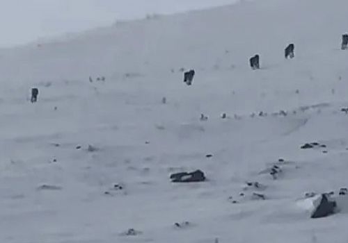 Ardahan da Kış aylarında yiyecek bulmakta zorlanan kurtlar köy çevrelerine kadar indi