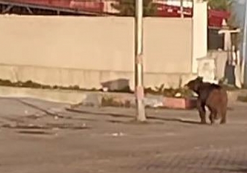 Ardahan da kış uykusundan uyanan bozayı