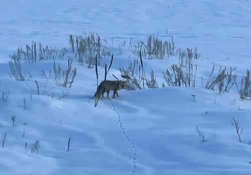 Ardahan’da Kızıl Tilkiler Kar Altında Yiyecek Aradı