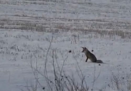 Ardahan'da kızıl tilkinin karlar üzerindeki av mesaisi görüntülendi