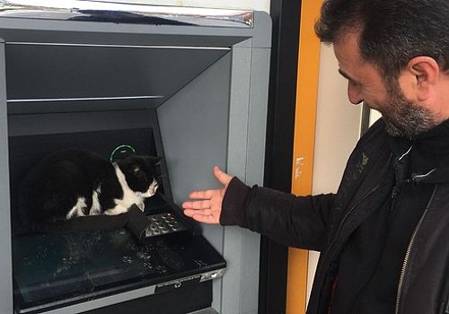 Ardahan'da, Kongre Caddesi'nde, bir bankaya ait ATM'ye sığınan kedi, soğuktan korunmaya çalıştı