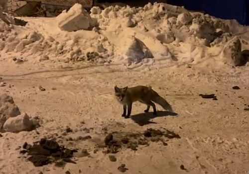 Ardahan da Köy Sofrasına Vahşi Ortak: Çataldere’de Alışılmışın Dışında Bir Dostluk