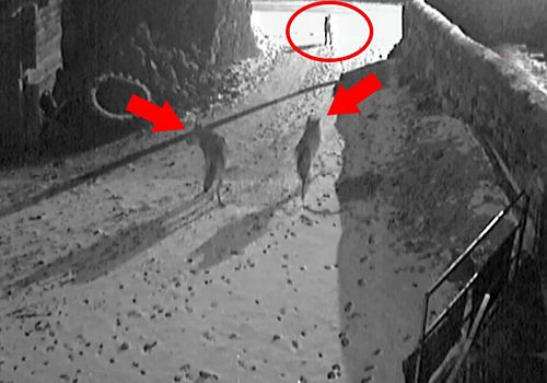 Ardahan da Köye inen iki kurt, köpeklerin hışmına uğradı