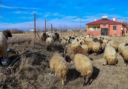 Ardahan’da Küçükbaş Hayvancılıkta Devrim: 6 Ayda 100 Bin Hedefine Ulaşıldı!