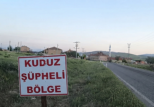 Ardahan'da Kuduz Karantinası: Büyükbaş Hayvanda Virüs Tespit Edildi