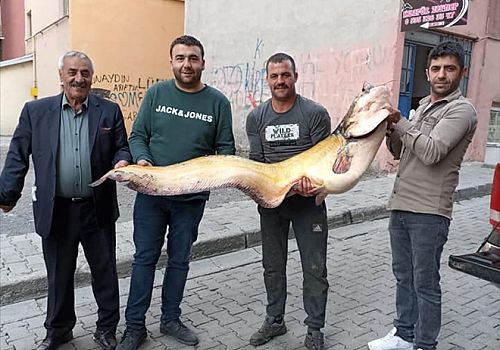 Ardahan da Kura Nehri´nde 2 metre uzunluğunda 53 kilo ağırlığında yayın balığı yakaladı.