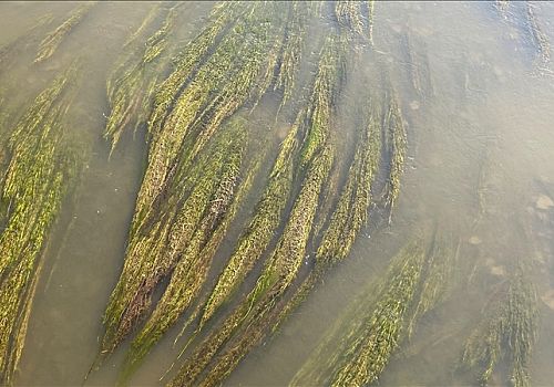Ardahan da Kura Nehri'nde yoğun yosun oluştu, balıklar su yüzeyine çıktı.