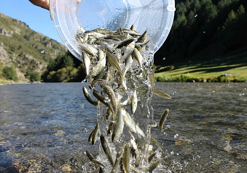 Ardahan'da Kura Nehri'ne 300 Bin Sazan Yavrusu Bırakıldı