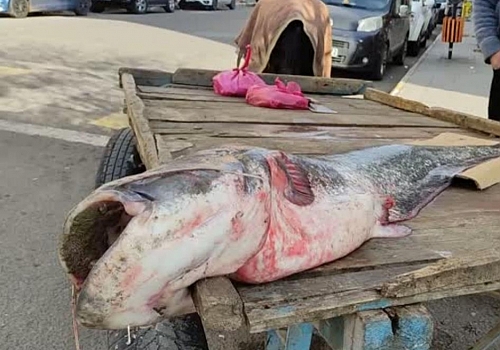 Ardahan da Kura nehrinde neredeyse boyu kadar yayın balığı tuttu