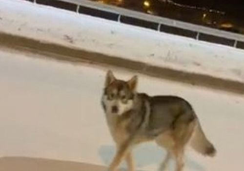 Ardahan’da Kurt Şehir Merkezine Kadar İndi