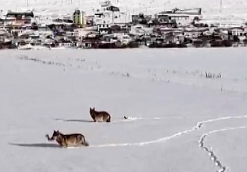 Ardahan da Kurtlar karlı arazide ağzında kemikle görüntülendi