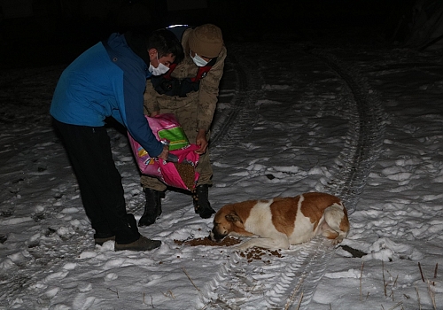 Ardahan'da Mehmetçik karla kaplanan doğada yiyecek bulamayan sokak hayvanlarını unutmadı