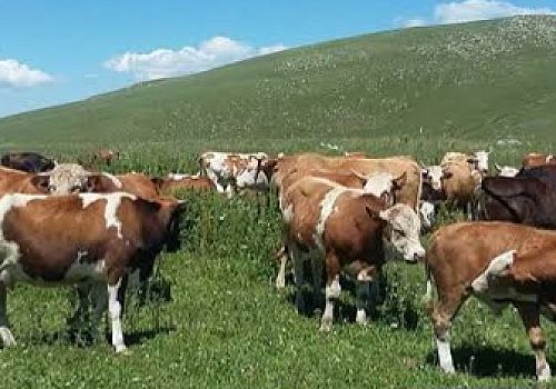 Ardahan da Mera hayvancılığı yapan yetiştiricilere yönelik önemli hijyen ve sağlık uyarıları