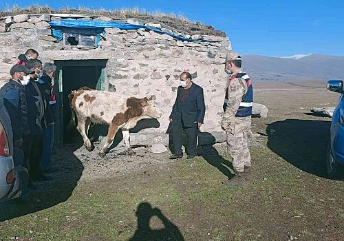Ardahan'da Merada çalınan büyükbaş hayvanlar bulunarak sahibine teslim edildi