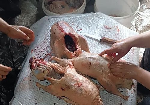 Ardahan’da, mevsimin ilk karının yağmasıyla birlikte kaz kesimine başlandı