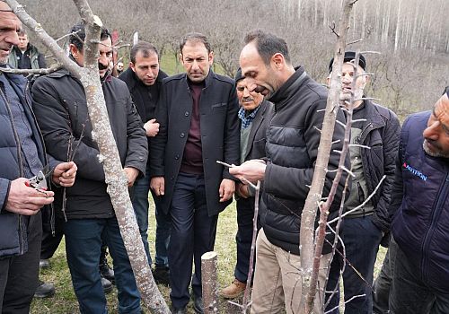 Ardahan’da Meyvecilikte Verim Seferberliği: Üreticilere Aşılama ve Budama Eğitimi