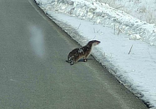 Ardahan’da nesli tehlike altındaki su samuru kara yolunda görüntülendi
