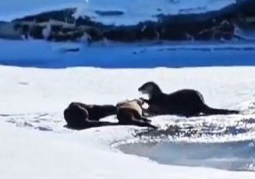 Ardahan’da nesli tükenmekte olan türler arasında yer alan su samuru görüntülendi