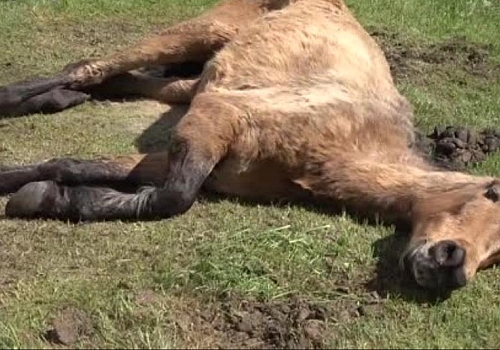 Ardahan da Ölüme terk edilen at yürek burkuyor