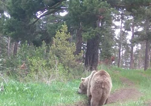 Ardahan’da ormanda ot yiyerek beslenen bozayı kameralara yansıdı