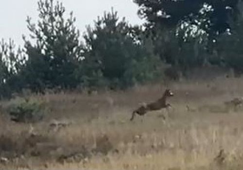 Ardahan’da ormanlık alanda seke seke koşan dağ ceylanı görüntülendi 