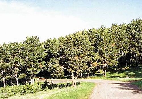 Ardahan'da ormanlık alanlar yasaklandı mesire alanlarına  sınırlama getirildi 