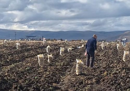 Ardahan’da Patates Söküm Sezonu Başladı
