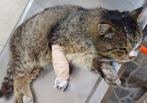 Ardahan'da polis ekiplerince bitkin halde bulunan kedi yavrusu, tedavi edildi.