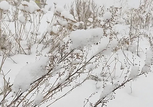 Ardahan'da sabah saatlerinde etkili olan kar yağışı kent merkezini yeniden beyaza bürüdü