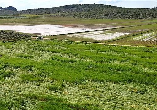 Ardahan'da sağanak tarım arazilerinde zarara neden oldu