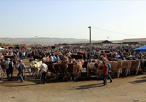 Ardahan’da Şap Hastalığı Sonrası Hayvan Pazarları Yeniden Açıldı