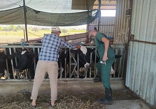 Ardahan da şap hastalığına yönelik bilgilendirme ve dezenfeksiyon çalışmaları sürüyor 