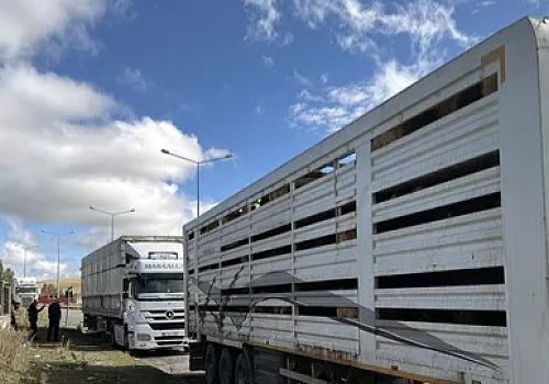 Ardahan'da şap karantinasının kaldırılmasıyla hayvan sevkiyatları hız kazandı ve 35 bin hayvan sevk edildi.