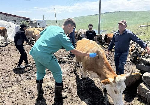 Ardahan da Şap nedeniyle hayvanlara yönelik aşılama çalışmaları aralıksız devam ediyor