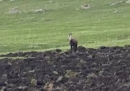 Ardahan da Sarp kayalıklarda gezen keçiler, bölgenin zengin yaban hayatını gözler önüne serdi