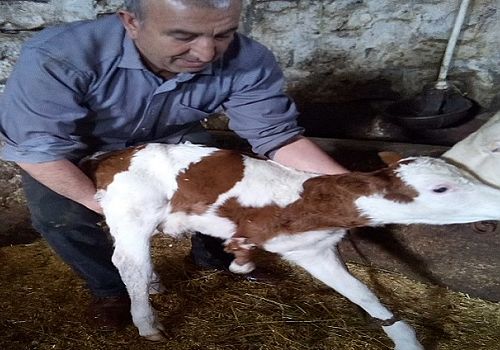 Ardahan'da Şaşırtan Doğum: Üç Ayaklı Buzağı Dünyaya Geldi
