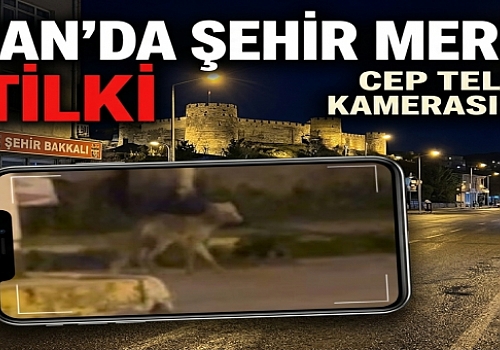 Ardahan’da şehir merkezine inen tilki cep telefonu kamerasına yansıdı